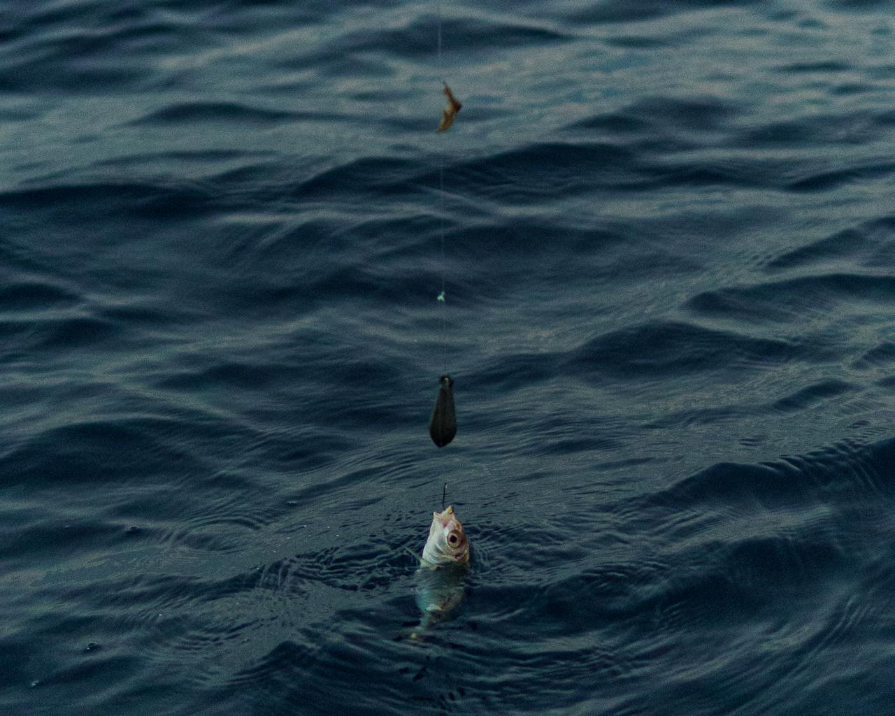 A small fish caught on a fishing line hangs just above the dark water surface.